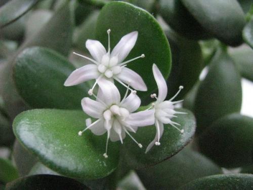 Почему не цветет денежное дерево? 06