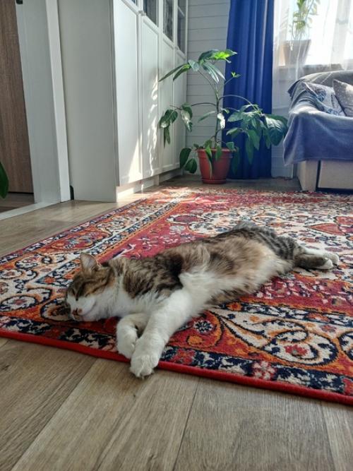 Как сказал мой муж, сидела женщина, скучала. 05