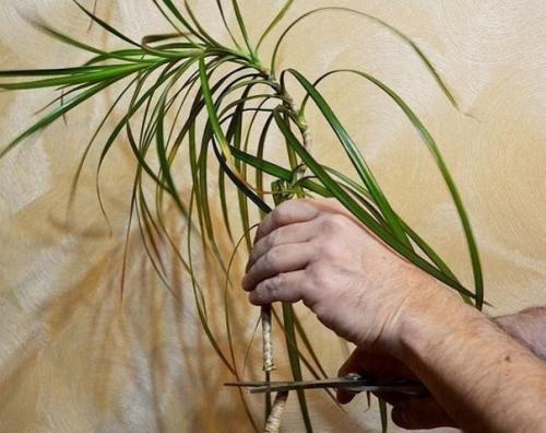 Сообщество цветочная фея - комнатные и садовые цветы. 01