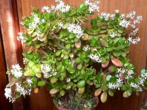 Почему не цветет денежное дерево? 05