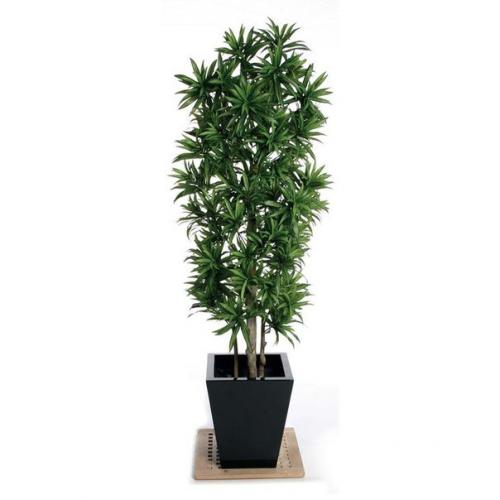 Комнатный цветок - пальма драцена: посадка, уход. 03 Комнатный цветок - пальма драцена: посадка, уход. 03