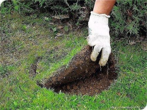 Клумба из тюльпанов своими руками. 02