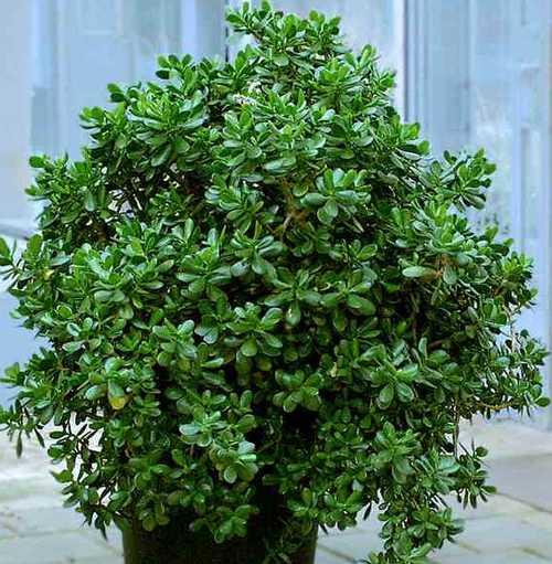 Почему не цветет денежное дерево? 03