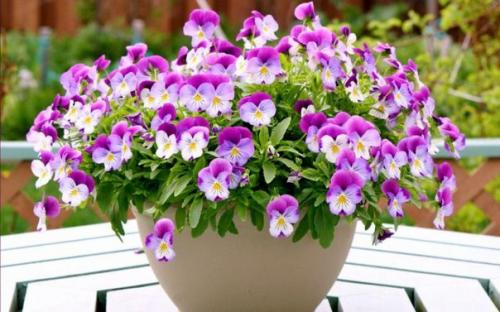 Десять причин, по которым гибнут цветы в доме. 01 Десять причин, по которым гибнут цветы в доме. 01