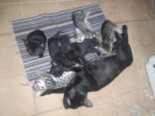 Люди добрые, прошу у вас приюта на время. 01