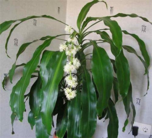 Комнатный цветок - пальма драцена: посадка, уход. 04 Комнатный цветок - пальма драцена: посадка, уход. 04