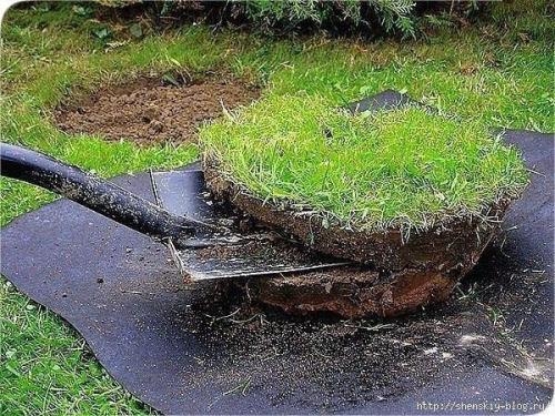 Клумба из тюльпанов своими руками. 04