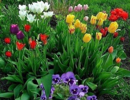 Клумба из тюльпанов своими руками.