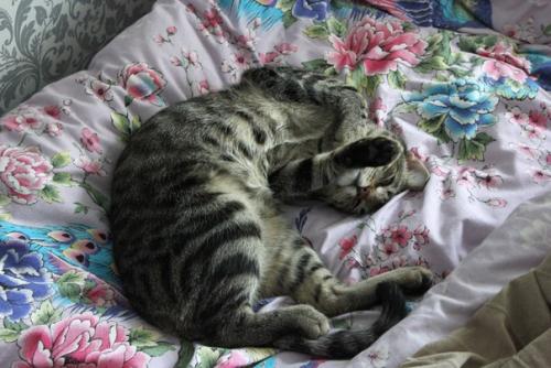 Хроники Эвереста.  Из научного труда, сочинённого, но пока не наколоченного, очень умным котом (рис. 01