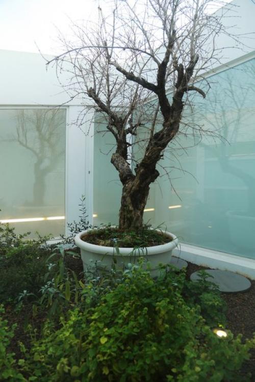 Стальные ветви на фасаде жилого дома. 04