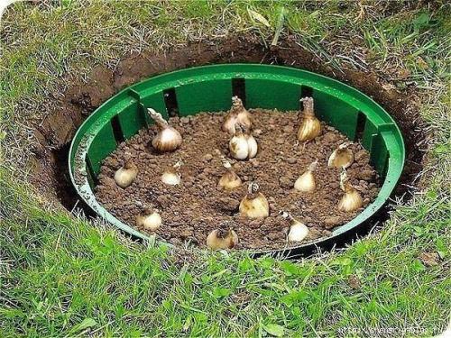 Клумба из тюльпанов своими руками. 05