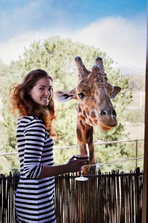 Отель в зоопарке. 06