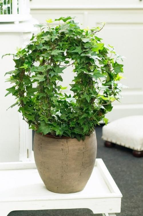 10 самых популярных вьющихся растений. 02