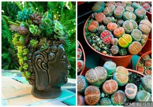 Декоративное применение и уход за суккулентами. 06