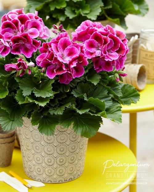 Пеларгония - украшение интерьера. 04