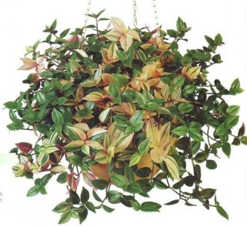 Названия комнатных тенелюбивых растений. 05