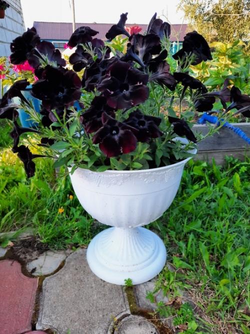 Можно поразить человека, подарив ему шикарный букет, но впечатления останутся ненадолго. 01