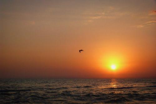 Мои?  Улетают на дальний Восток. 07