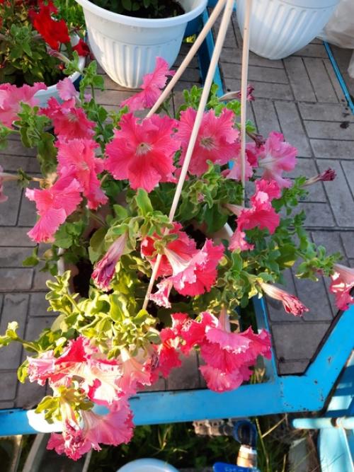 Можно поразить человека, подарив ему шикарный букет, но впечатления останутся ненадолго. 09