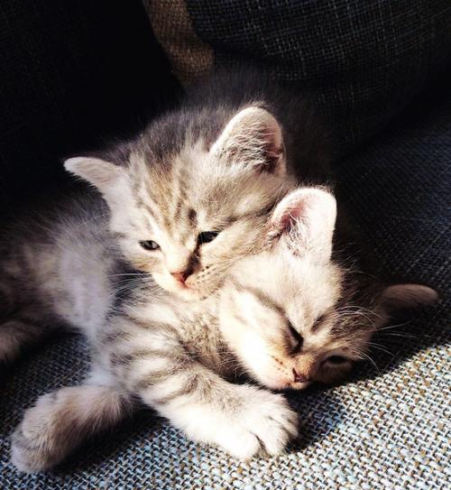 Продам шотландских котяток? 04