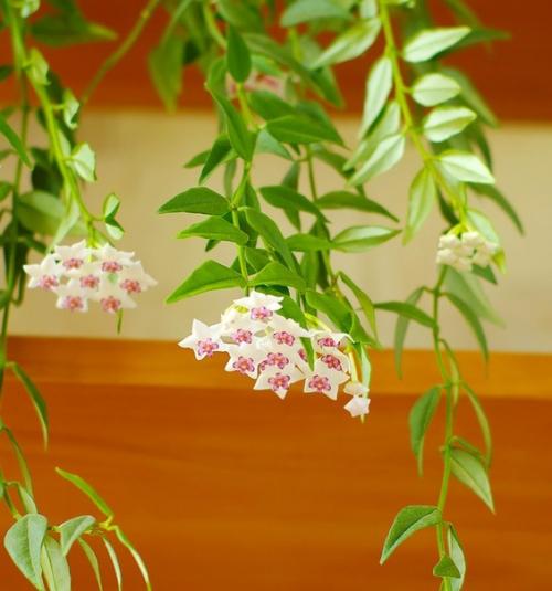 10 самых популярных вьющихся растений. 03