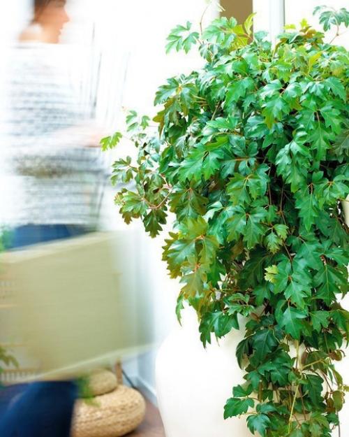 10 самых популярных вьющихся растений. 04