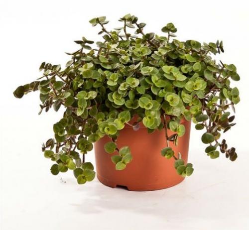 Названия комнатных тенелюбивых растений. 04