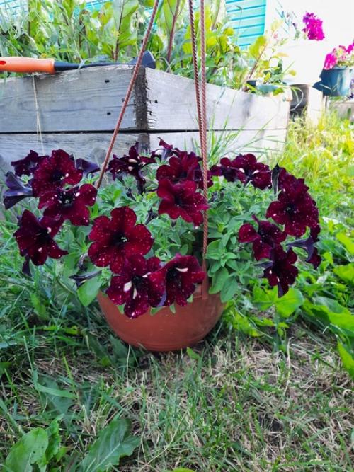 Можно поразить человека, подарив ему шикарный букет, но впечатления останутся ненадолго. 05