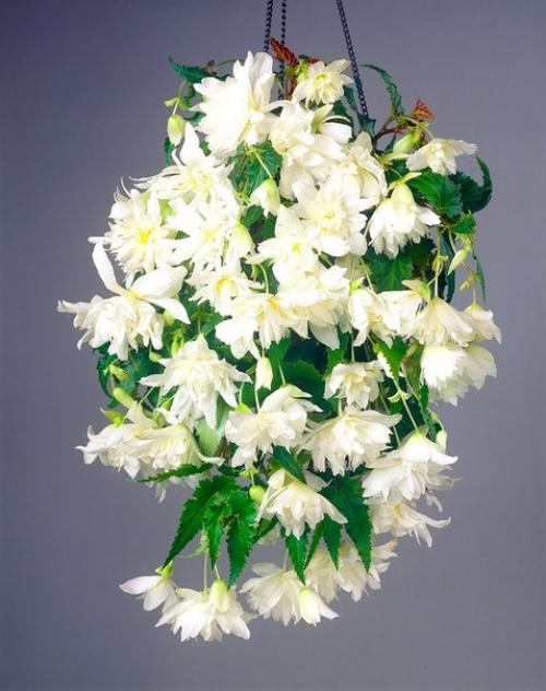 10 самых популярных вьющихся растений. 05