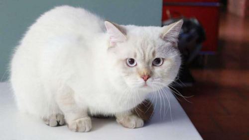 Продам шотландских котяток? 05