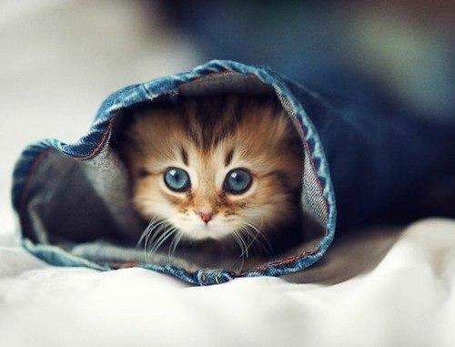 Не выбрасывайте старые джинсы! 03