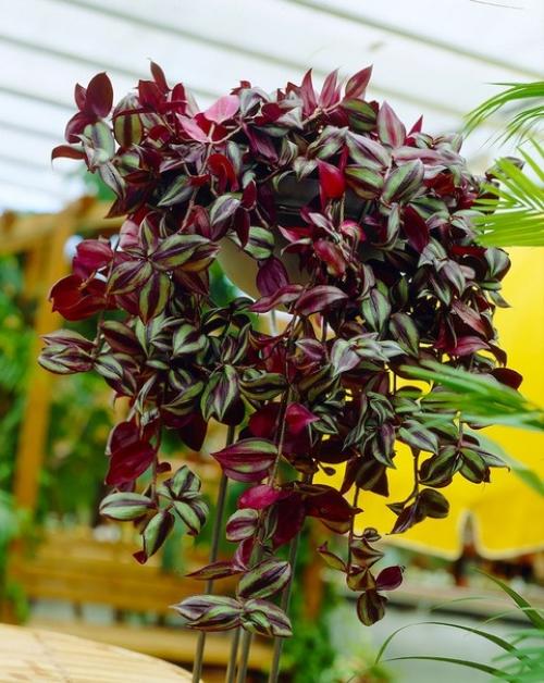 10 самых популярных вьющихся растений. 01