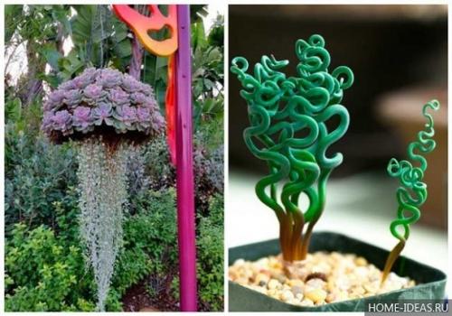 Декоративное применение и уход за суккулентами. 05