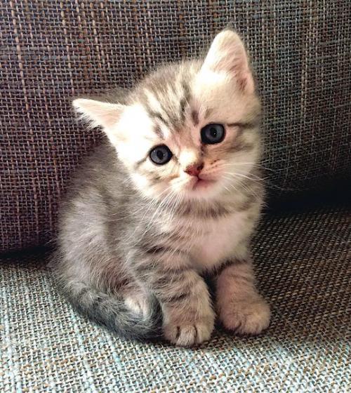 Продам шотландских котяток? 02