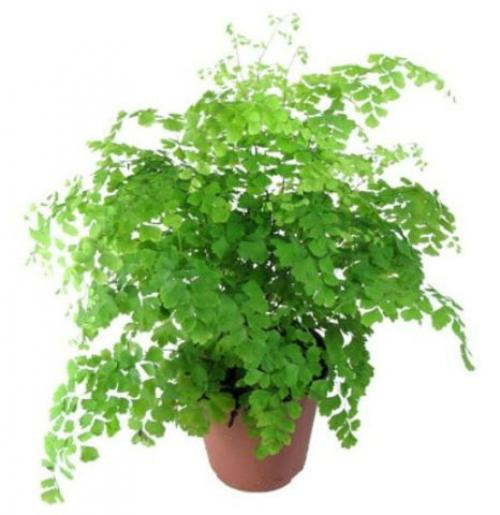 Названия комнатных тенелюбивых растений. 02