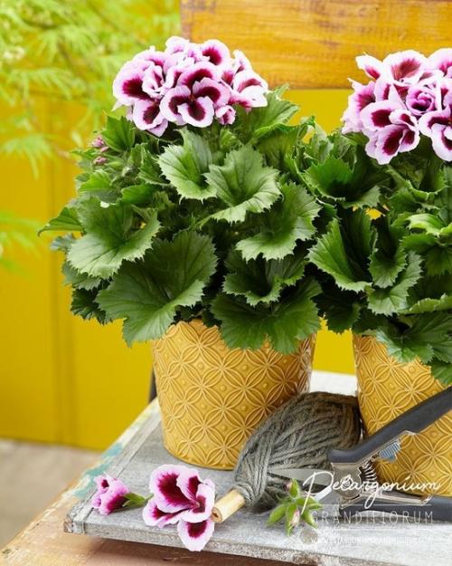 Пеларгония - украшение интерьера. 05