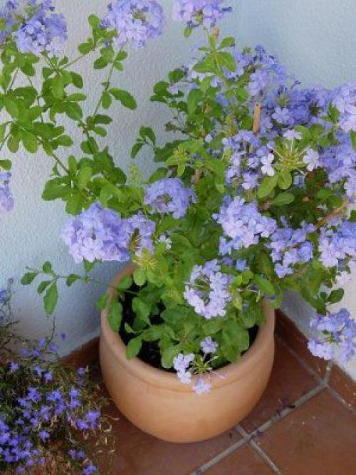 Свинчатка, или плюмбаго -. 03