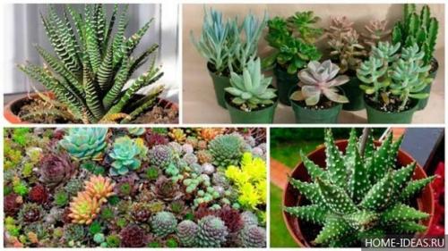 Декоративное применение и уход за суккулентами. 02