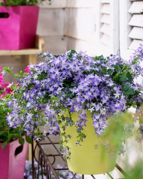 10 самых популярных вьющихся растений. 06