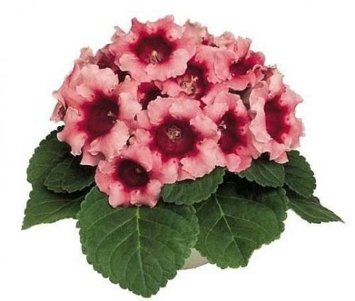 Названия комнатных тенелюбивых растений. 07