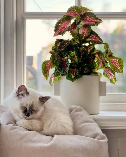 Темой этого дома является природа, за цветовую основу которого был взят зелёный и коричневый цвета. 05