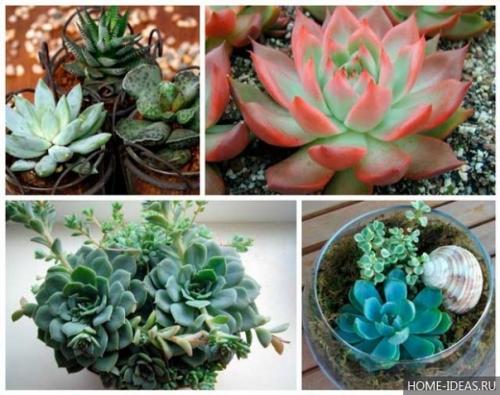 Декоративное применение и уход за суккулентами. 09