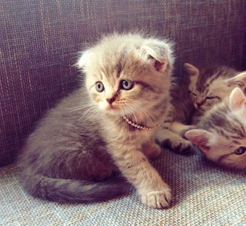 Продам шотландских котяток? 
