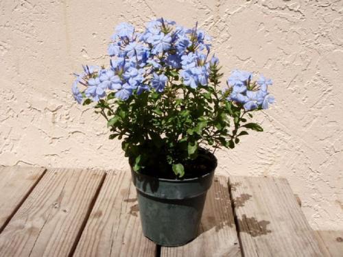 Свинчатка, или плюмбаго -. 04