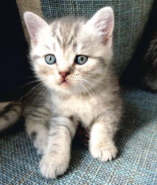 Продам шотландских котяток? 03