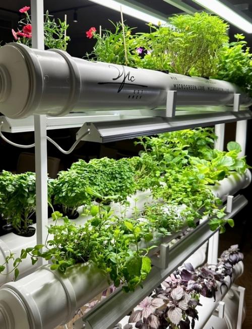 Почему Кинза?   Наверняка вы этим вопросом задавались. 03