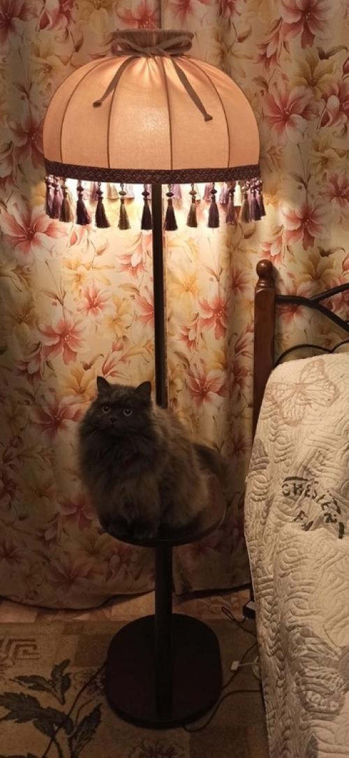 Почему торшеры и настольные светильники из фарфора с абажурами Пыльная Роза с кистями стали любимцами наших покупателей? 01