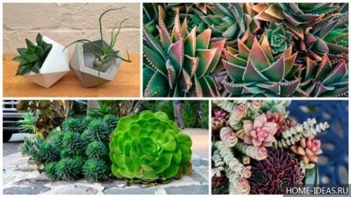 Декоративное применение и уход за суккулентами. 01