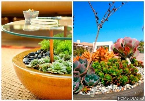 Декоративное применение и уход за суккулентами. 04