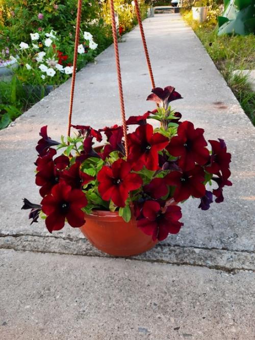 Можно поразить человека, подарив ему шикарный букет, но впечатления останутся ненадолго. 07